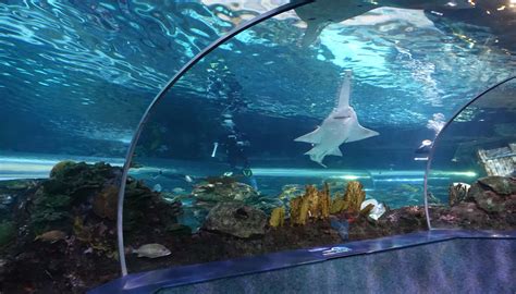ripley's aquarium tennessee